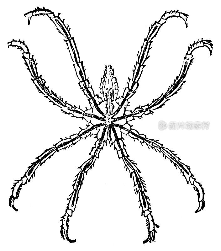 海蜘蛛(Ammothea Hilgendorfi) - 19世纪
